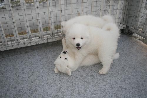 https://images.dog.ceo/breeds/samoyed/n02111889_662.jpg