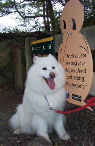 https://images.dog.ceo/breeds/samoyed/n02111889_6625.jpg