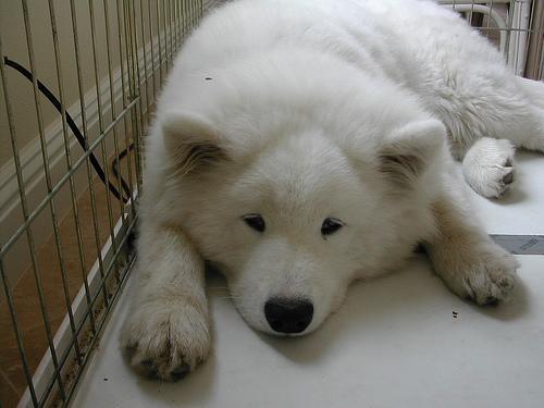 https://images.dog.ceo/breeds/samoyed/n02111889_6631.jpg