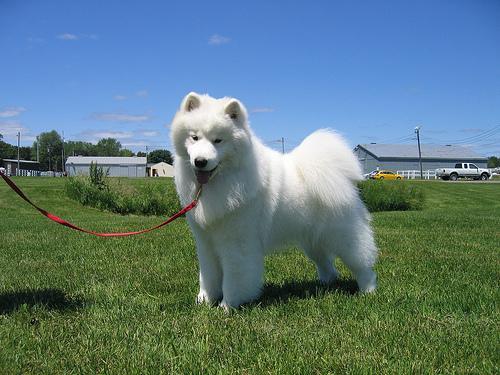 https://images.dog.ceo/breeds/samoyed/n02111889_6781.jpg