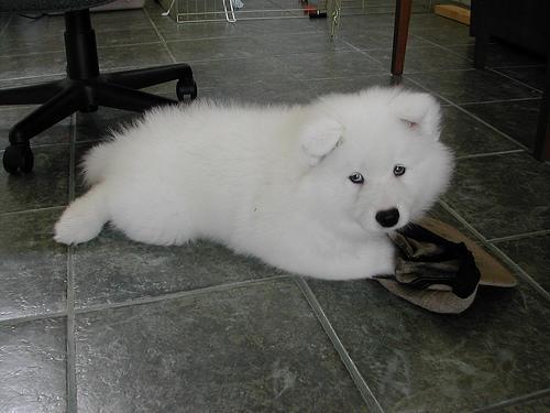 https://images.dog.ceo/breeds/samoyed/n02111889_691.jpg