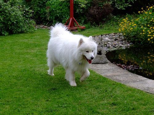 https://images.dog.ceo/breeds/samoyed/n02111889_7041.jpg