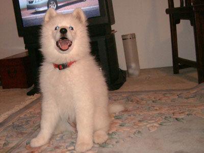 https://images.dog.ceo/breeds/samoyed/n02111889_7042.jpg