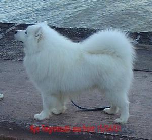 https://images.dog.ceo/breeds/samoyed/n02111889_7049.jpg