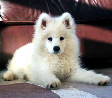 https://images.dog.ceo/breeds/samoyed/n02111889_7100.jpg