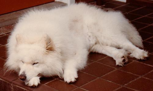 https://images.dog.ceo/breeds/samoyed/n02111889_7207.jpg