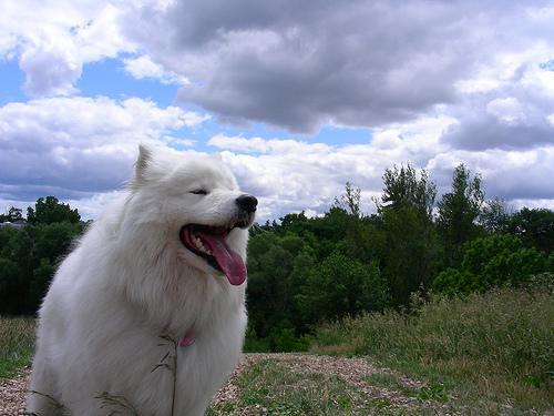 https://images.dog.ceo/breeds/samoyed/n02111889_774.jpg