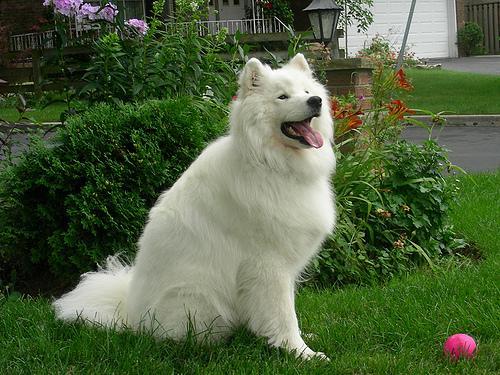 https://images.dog.ceo/breeds/samoyed/n02111889_789.jpg