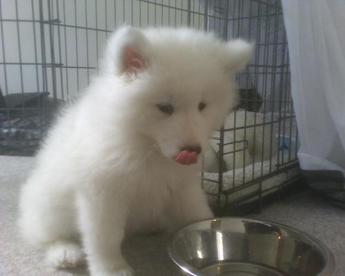 https://images.dog.ceo/breeds/samoyed/n02111889_8240.jpg