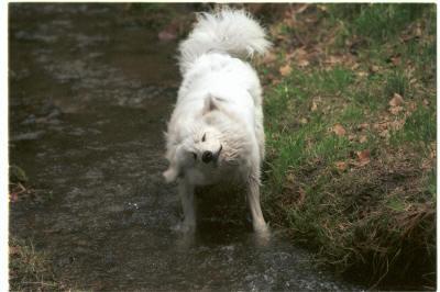 https://images.dog.ceo/breeds/samoyed/n02111889_8613.jpg