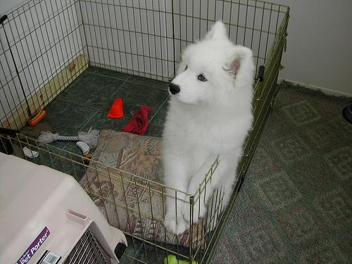 https://images.dog.ceo/breeds/samoyed/n02111889_8626.jpg