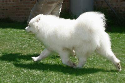 https://images.dog.ceo/breeds/samoyed/n02111889_8839.jpg