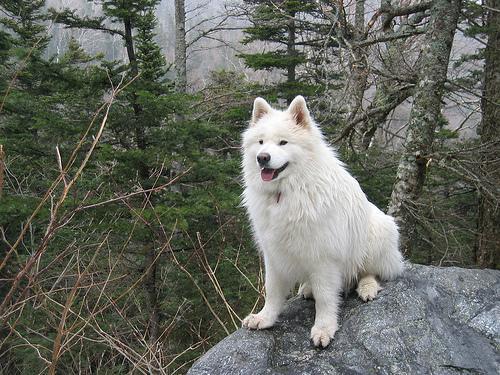 https://images.dog.ceo/breeds/samoyed/n02111889_8870.jpg