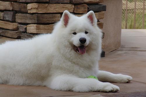 https://images.dog.ceo/breeds/samoyed/n02111889_9001.jpg