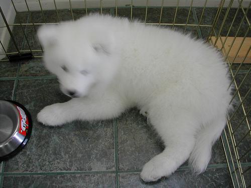 https://images.dog.ceo/breeds/samoyed/n02111889_91.jpg