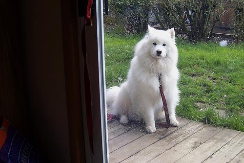 https://images.dog.ceo/breeds/samoyed/n02111889_9533.jpg