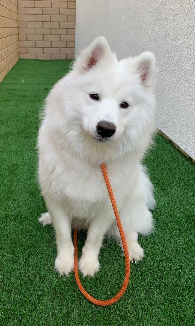 https://images.dog.ceo/breeds/samoyed/ruby.jpg