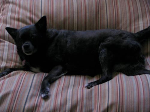 https://images.dog.ceo/breeds/schipperke/n02104365_10071.jpg