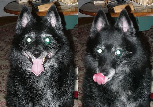 https://images.dog.ceo/breeds/schipperke/n02104365_10247.jpg