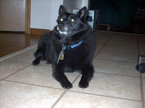 https://images.dog.ceo/breeds/schipperke/n02104365_10252.jpg