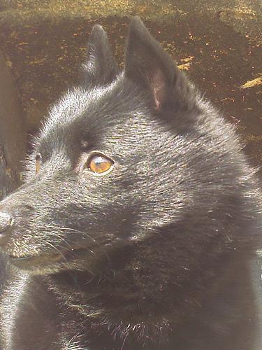 https://images.dog.ceo/breeds/schipperke/n02104365_10282.jpg