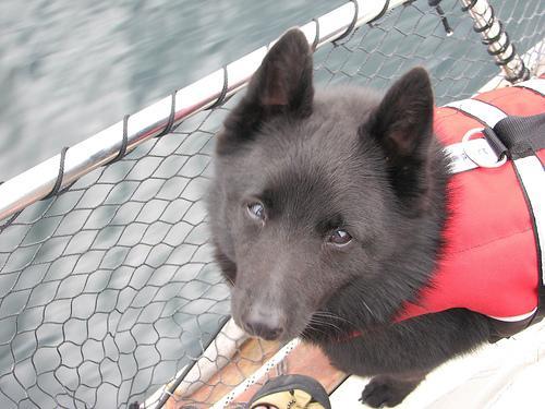 https://images.dog.ceo/breeds/schipperke/n02104365_10393.jpg