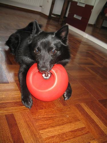 https://images.dog.ceo/breeds/schipperke/n02104365_10399.jpg