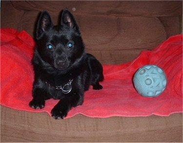 https://images.dog.ceo/breeds/schipperke/n02104365_10598.jpg