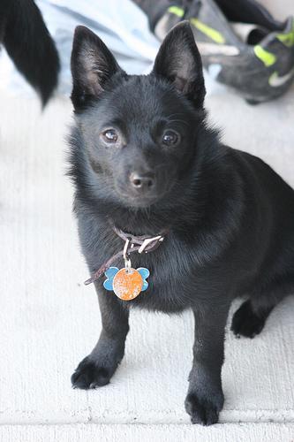 https://images.dog.ceo/breeds/schipperke/n02104365_10606.jpg