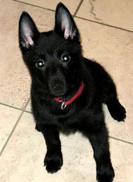 https://images.dog.ceo/breeds/schipperke/n02104365_1104.jpg