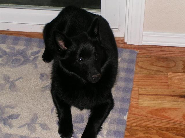 https://images.dog.ceo/breeds/schipperke/n02104365_1158.jpg