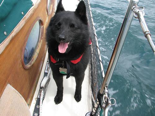 https://images.dog.ceo/breeds/schipperke/n02104365_1292.jpg