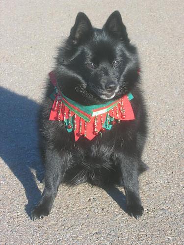 https://images.dog.ceo/breeds/schipperke/n02104365_169.jpg