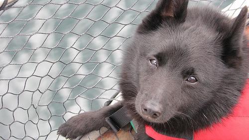 https://images.dog.ceo/breeds/schipperke/n02104365_1822.jpg