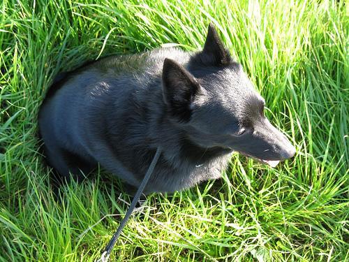 https://images.dog.ceo/breeds/schipperke/n02104365_1837.jpg