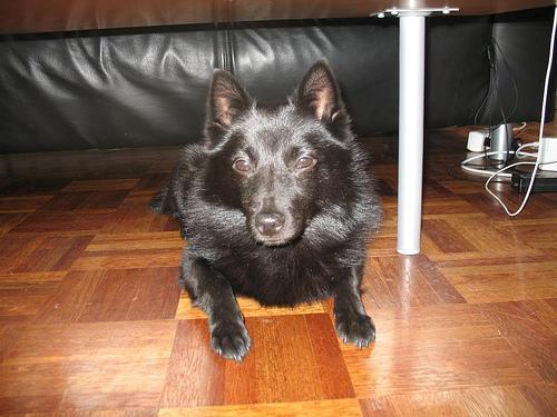 https://images.dog.ceo/breeds/schipperke/n02104365_2031.jpg