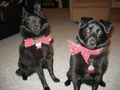 https://images.dog.ceo/breeds/schipperke/n02104365_2092.jpg