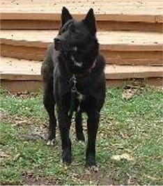 https://images.dog.ceo/breeds/schipperke/n02104365_2263.jpg