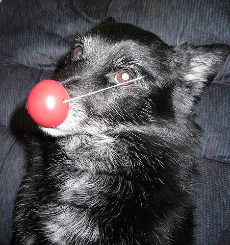 https://images.dog.ceo/breeds/schipperke/n02104365_2424.jpg