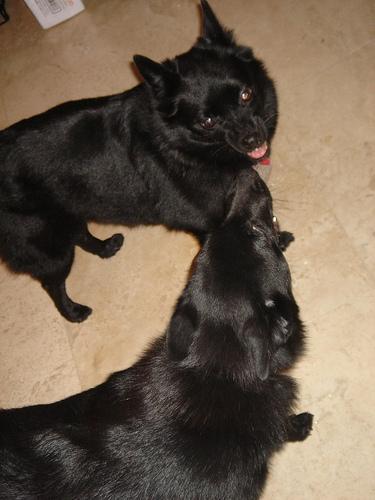 https://images.dog.ceo/breeds/schipperke/n02104365_2435.jpg