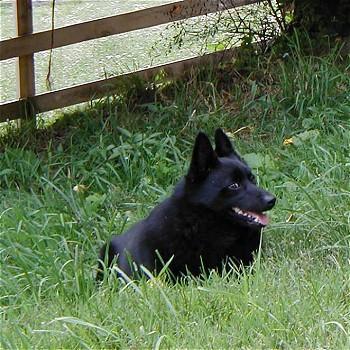 https://images.dog.ceo/breeds/schipperke/n02104365_2978.jpg