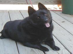 https://images.dog.ceo/breeds/schipperke/n02104365_2981.jpg