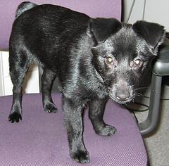 https://images.dog.ceo/breeds/schipperke/n02104365_3383.jpg