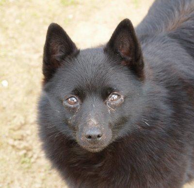 https://images.dog.ceo/breeds/schipperke/n02104365_3587.jpg