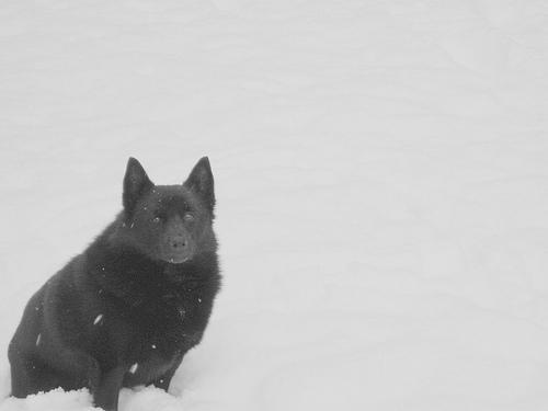 https://images.dog.ceo/breeds/schipperke/n02104365_3649.jpg