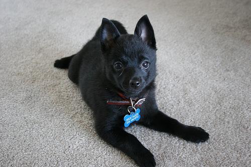 https://images.dog.ceo/breeds/schipperke/n02104365_3826.jpg