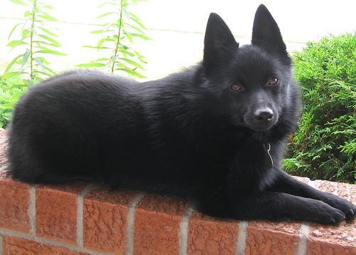 https://images.dog.ceo/breeds/schipperke/n02104365_3950.jpg