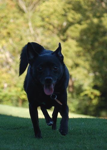 https://images.dog.ceo/breeds/schipperke/n02104365_3963.jpg