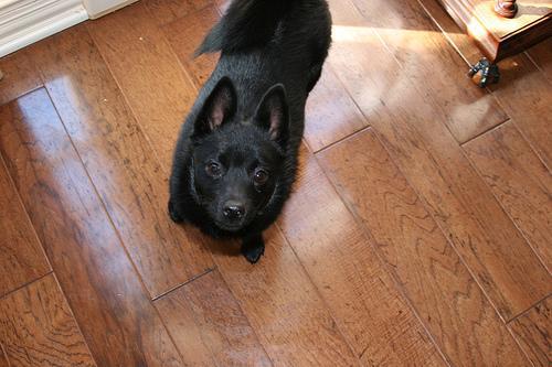 https://images.dog.ceo/breeds/schipperke/n02104365_4107.jpg