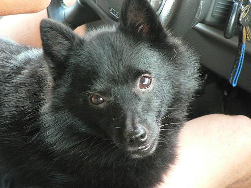 https://images.dog.ceo/breeds/schipperke/n02104365_4190.jpg